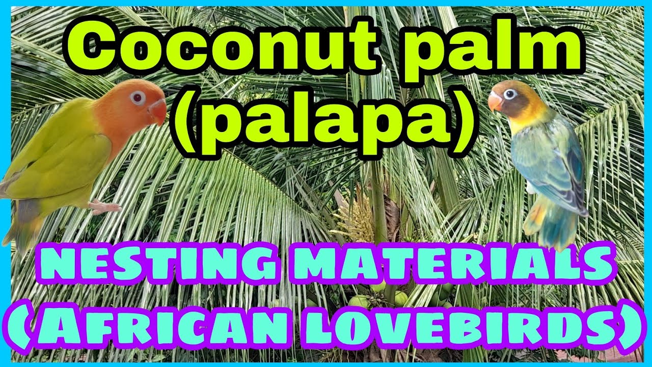 coco palm (palapa) african lovebirds nesting materials