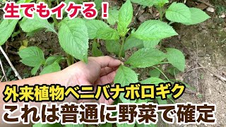 生でもイケる！外来植物ベニバナボロギクは普通に野菜で確定