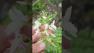 Finding the Rare Arroyo Sweetwood in Habitat in Mexico