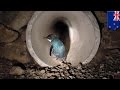 Little blue penguins: underpass built for world’s smallest penguins to cross NZ road - TomoNews