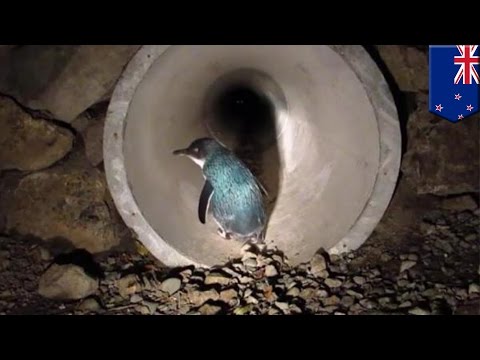 فيديو: أين ترى طيور البطريق في نيوزيلندا