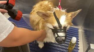 Finn's First Bath (Bathing an 'Aggressive' Corgi) by The Stumpy Brigade 751 views 1 year ago 12 minutes, 31 seconds