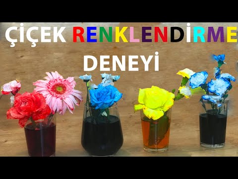 RENK DEĞİŞTİREN ÇİÇEK DENEYİ NASIL YAPILIR ? / HOW TO MAKE A COLOR CHANGING FLOWER EXPERIMENT ?