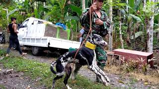 ANJING BERBURU BABI PALING GANAS DI ACEH