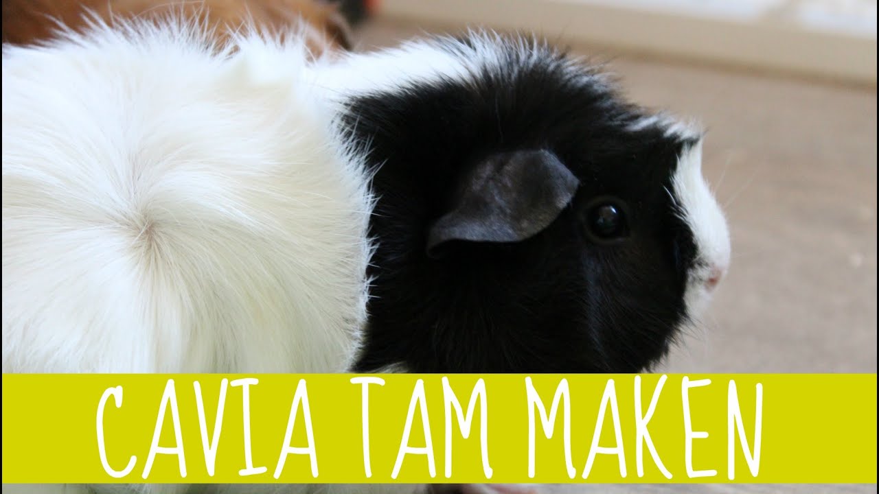CAVIA TAM MAKEN! || 7 TIPS - YouTube Cavia Tam Maken! || 7 Tips - Youtube