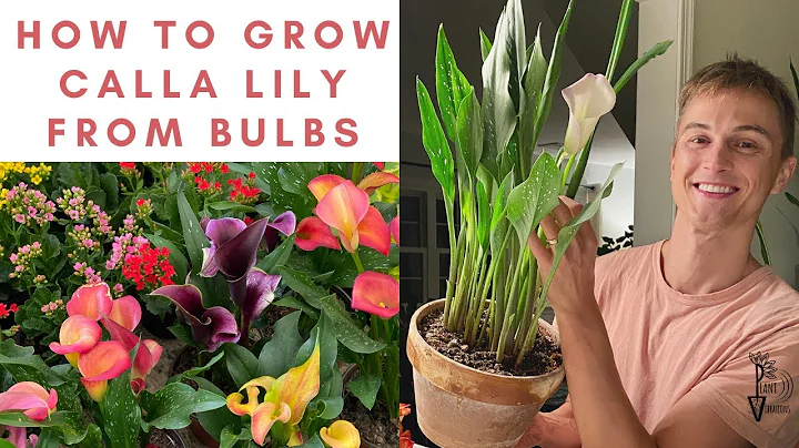 How to Grow CALLA LILY from Bulbs - Calla Care from Planting to Flowers - DayDayNews