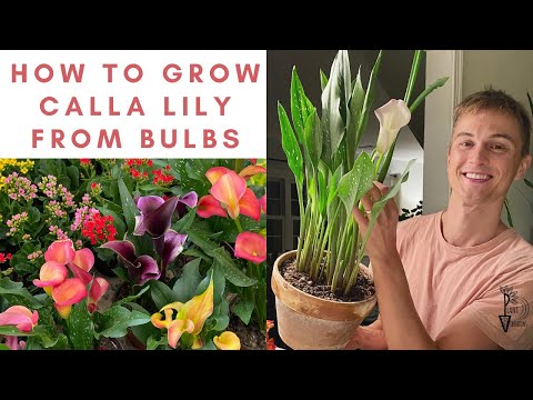 How to Grow CALLA LILY from Bulbs - Calla Care from Planting to Flowers