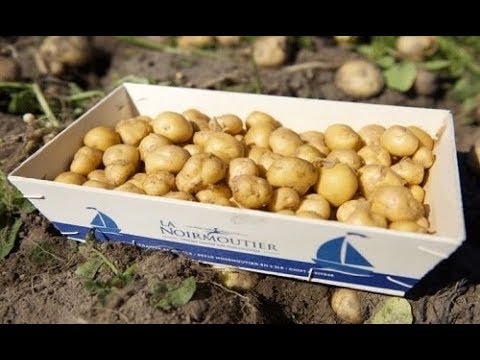 Video: Chip khoai tây đắt nhất thế giới