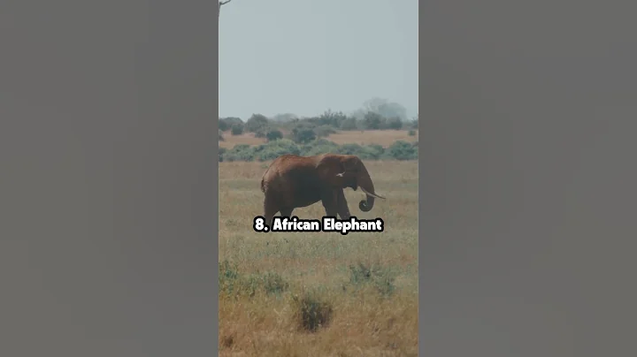 The Top 10 Most Dangerous Animals in Human History