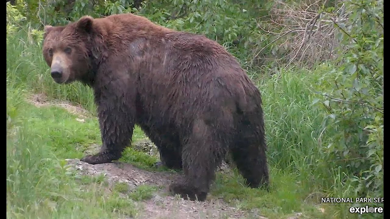 24 Jun 2024: 151 Walker arrives at the falls (explore.org) - YouTube