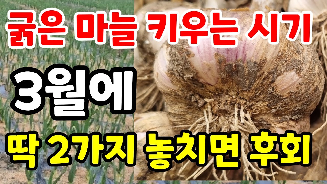 첫번째 마늘 추비가 수확량 3배 높이는 놀라운 효과 딱 2가지 3월에 해주면 마늘이 3배 더 굵어집니다