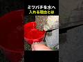 ミツバチを水に入れるその理由
