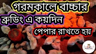 মুরগির বাচ্চার ব্রুডিং এ কয়দিন পেপার রাখবেন/ব্রয়লার বাচ্চা ব্রুডিং করার সঠিক পদ্ধতি/#শখের ফার্ম