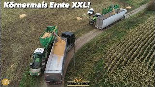 Körnermais Ernte XXL! Inkl. Verladung auf LKW Mais dreschen m. 16 Reiher Geringhoff Maispflücker