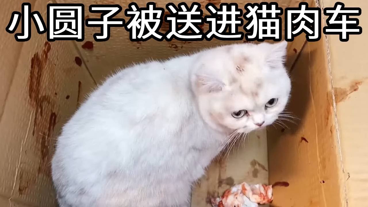 小圆子被送进猫肉车，浑身都是血！居然只是因为主人想买宠物盲盒！【七宝小圆子】