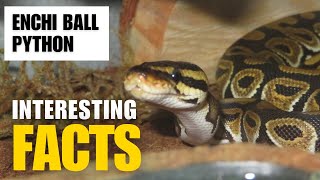 What Are the Most Interesting Facts About Enchi Ball Python ? |Interesting Facts | The Beast World