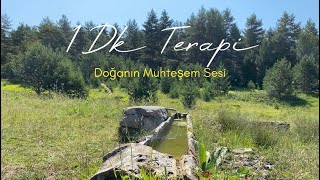 Doğanın Huzur Veren Büyüleyici Sesleri..