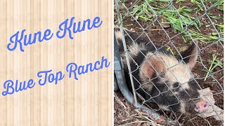 Kune Kune 06042022 by Blue Top Ranch Homestead 32 views 1 year ago 8 minutes, 38 seconds