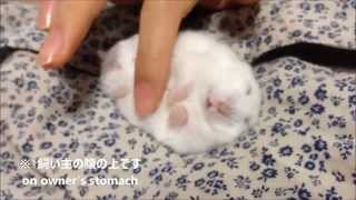 ハムスターが変な所で爆睡してしまったようです Hamster sleeps like a log on a strage place