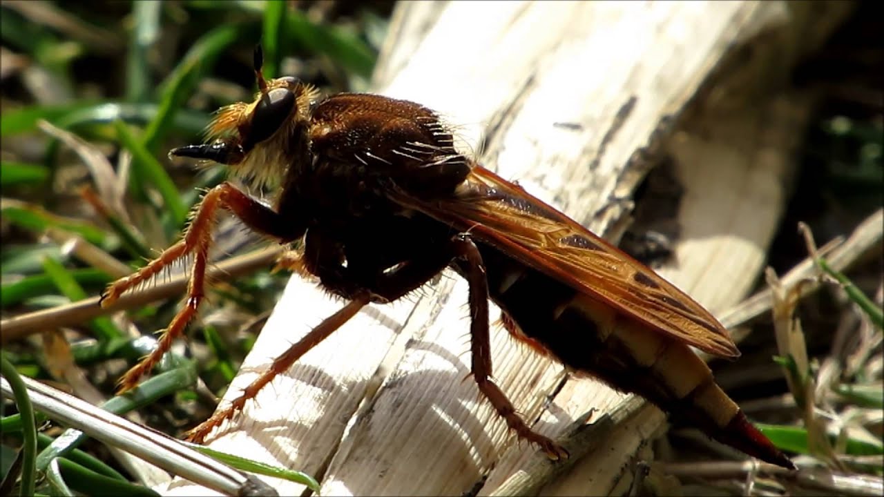 Hornet Robberfly. Pegwell - 1st Sep 2013