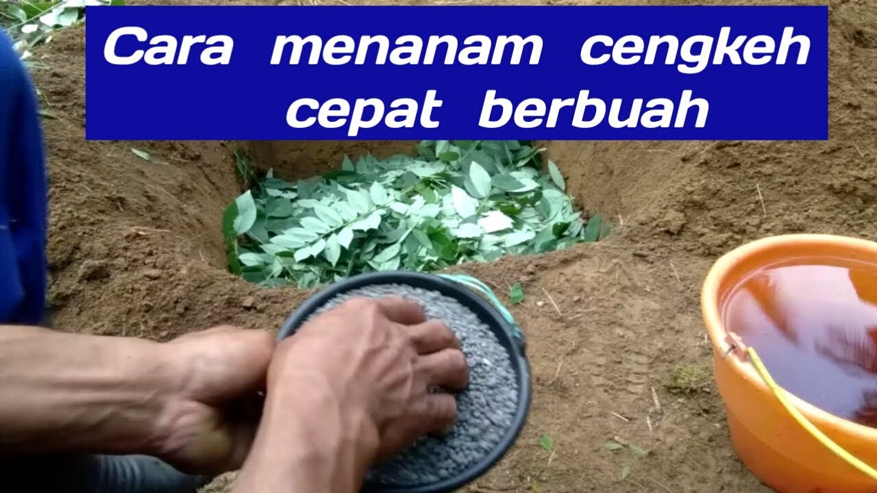 Cara menanam cengkeh cepat berbuah - taburi lubang EM4 dan petroganik!