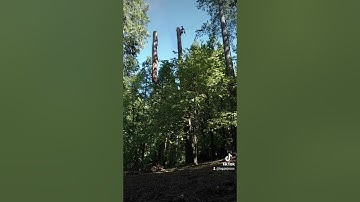 Sending them in slow motion #slomo #trees #climbing