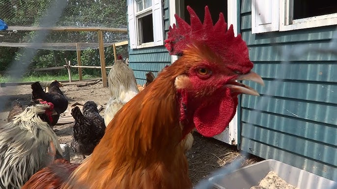 RAIN_Concrete, Tiles, Metal, Shower, Distance Rooster Call