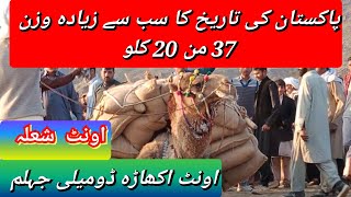 Camel weight lifting in Pakistan|Camel stone lifting in Pakistan|Domeli mela|وزنا الجمل