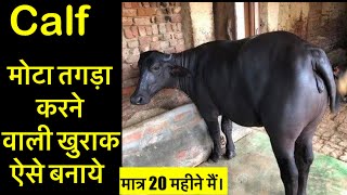 Calf को मोटा तगड़ा करने के लिए।calf ka feed घर पर ऐसे बनाए।Calf को मोटा तगड़ा कैसे करे