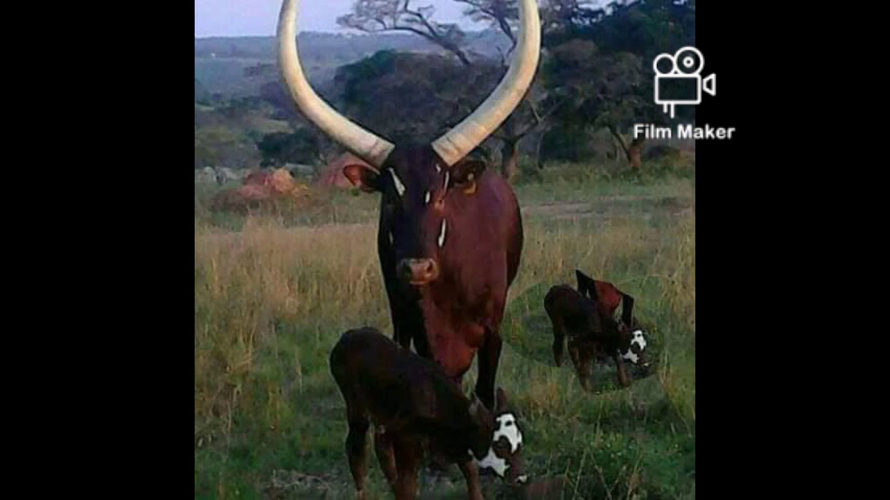 MENYA AMATEKA Y'ABAGESERA B'ABAZIRANKENDE MUBWAMI BW'IGISAKA Kimenyi Kagesera nabandi