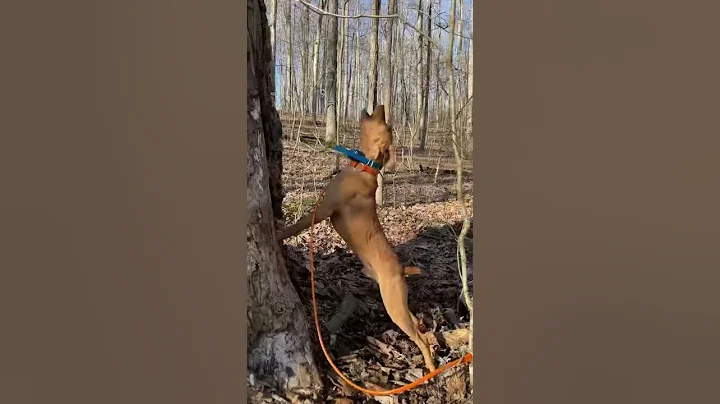 The Beauty of Squirrel hunting