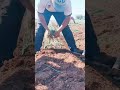 Process of planting onion seedlings