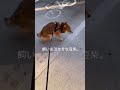 飼い主泣かせな豆柴#shorts #柴犬 #shibainu