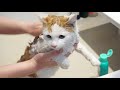 【３６５日〜猫動画】お風呂に入る！