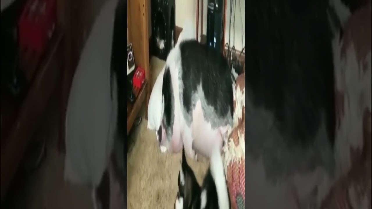 Cute and Funny dog puppy perro cão Kutta कुत्ता 개 لكلب 狗 chien chiot 犬 пес собака Hund Caf