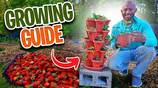 How to Grow Strawberries at Home?