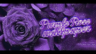 purple rose wallpaper screenshot 1