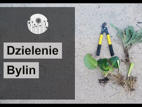 Wideo: Jesienny Przeszczep Bylin