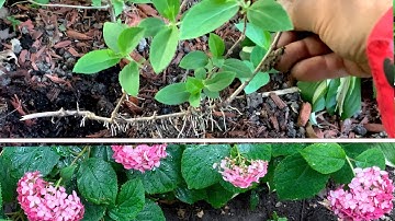 Hydrangea Propagation. 5 Effective Methods!