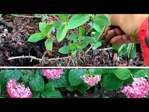 Video: Mempersiapkan musim dingin hydrangea yang tumbuh di lapangan terbuka