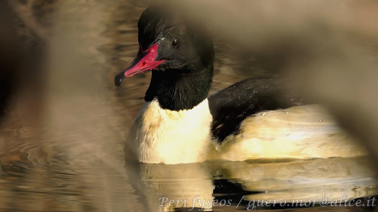 Smergo maggiore - Goodsander (Mergus merganser)