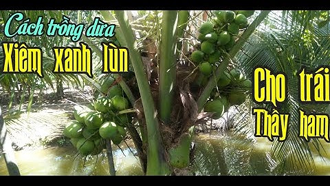 DỪA XIÊM XANH LÙN TRỒNG 3 NĂM TUỔI CHO TRÁI THẤY HAM - CHIA SẺ KỸ THUẬT TRỒNG, CHĂM SÓC CHO HIỆU QUẢ