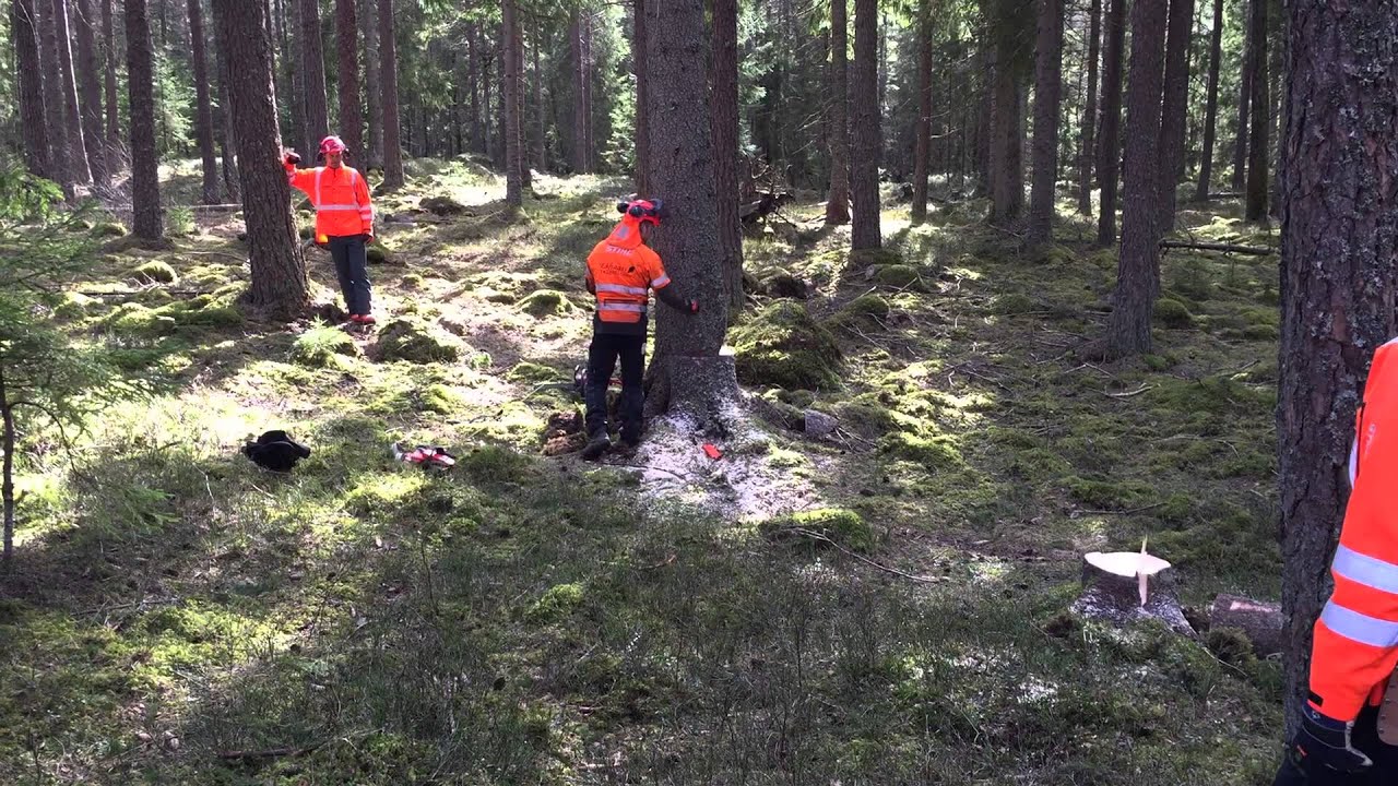 Motorsågs kurs A-B med Martin Nilsson