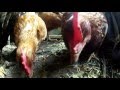 Germinados de Lentejas para las gallinas | Alimentación Ecologica Animales