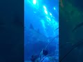 Dubai Aquarium Underwater Tunnel #burj #burjkhalifa #mall #dubaimall #dubai #dubaiaquarium
