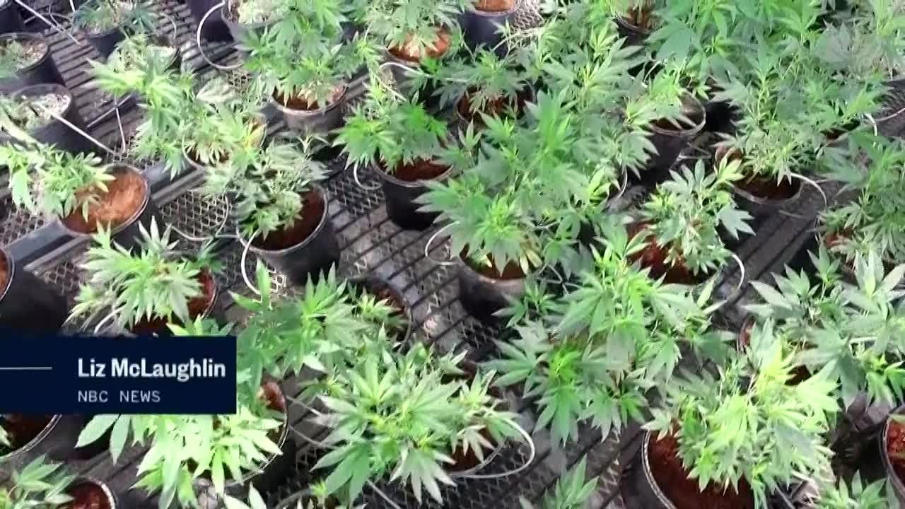 Marijuana manners: Navigating new world of weed