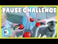 PAUSE CHALLENGE with 4 remotes AND A DOG!