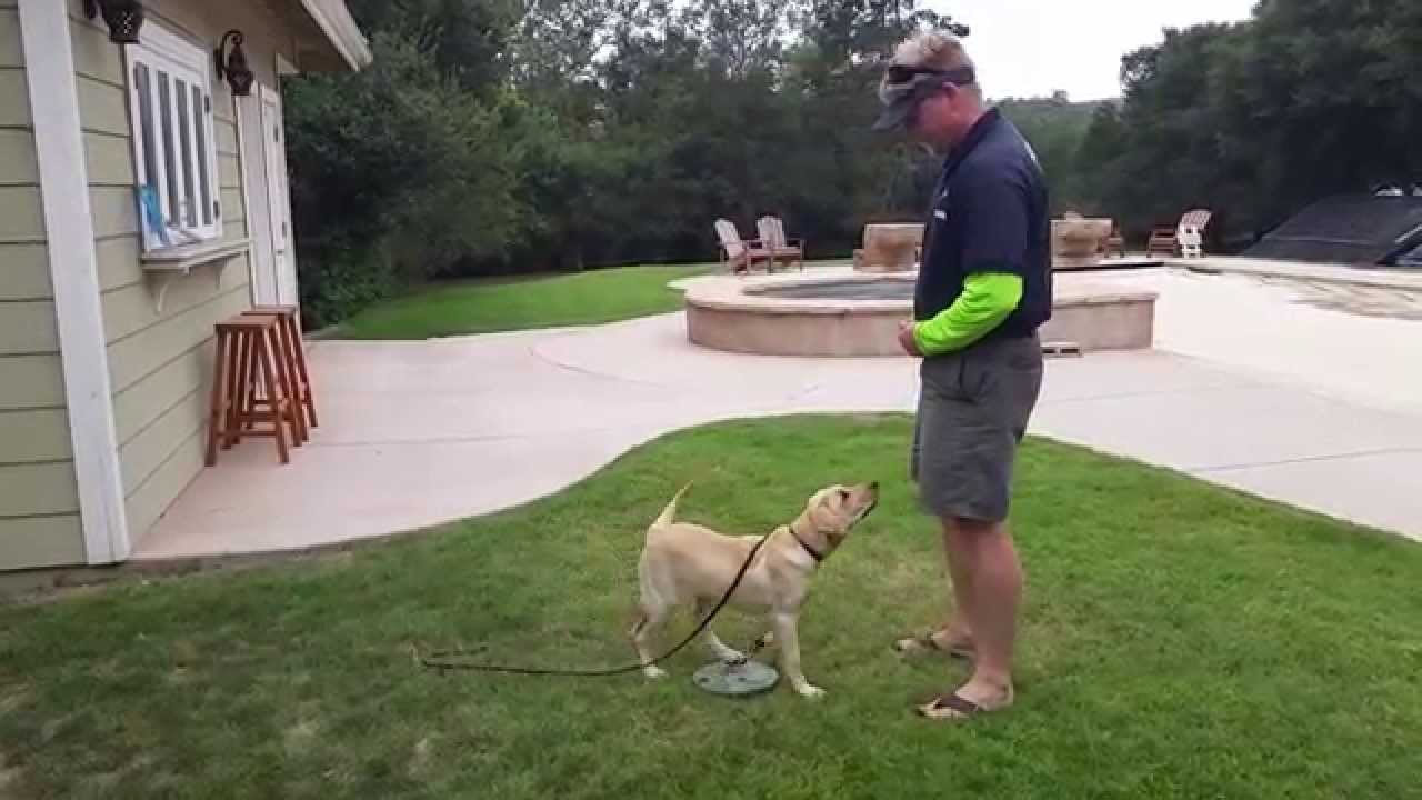 20 week old lab puppy