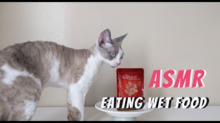 Kitten eating wet food ASMR by Daily DevRex 585 views 2 years ago 1 minute, 26 seconds