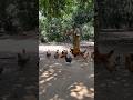 Sweet mango vibes, fresh air, &amp; peaceful farm beauty! #mango #viral #trending #farm #video #shorts